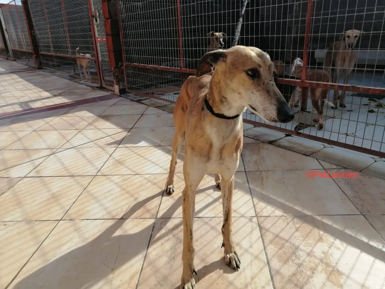 Mathias adozione levrieri galgo 3