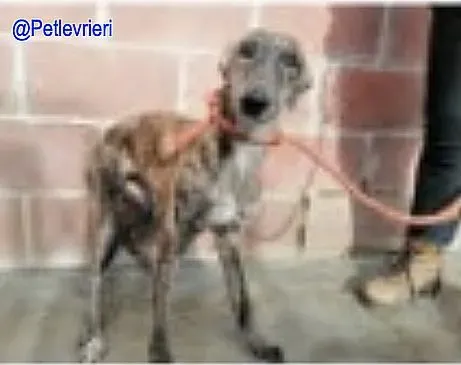 Matilde De Valladolid adozione levrieri galgo 1