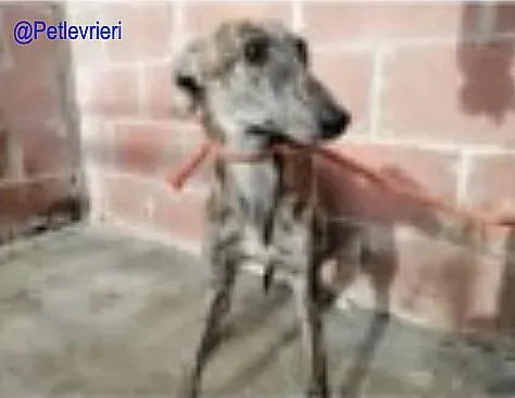 Matilde De Valladolid adozione levrieri galgo 2