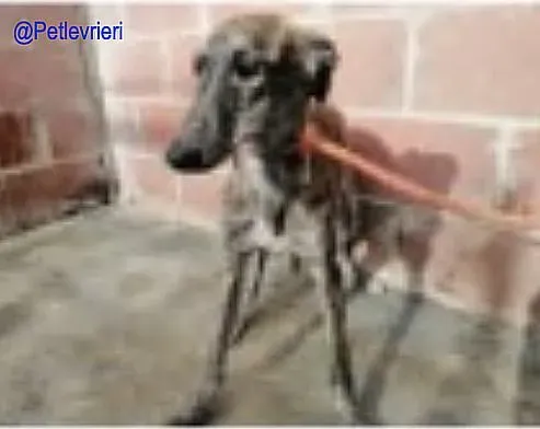 Matilde De Valladolid adozione levrieri galgo 3