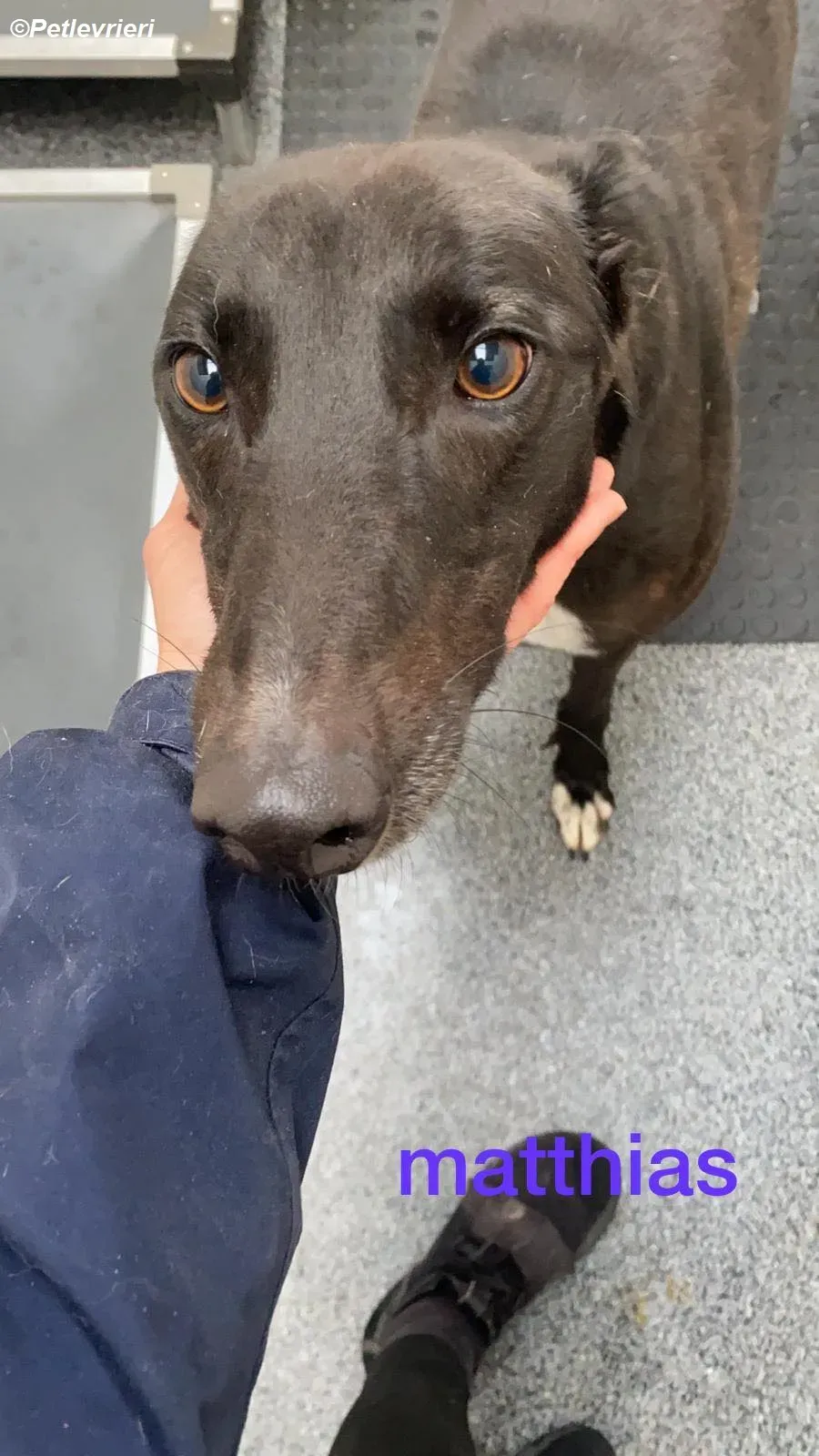 Matthias adozione levrieri greyhound 1