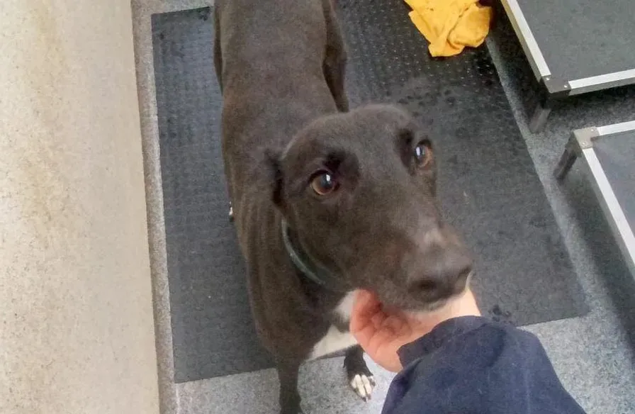 Matthias adozione levrieri greyhound 2 e1641204201116