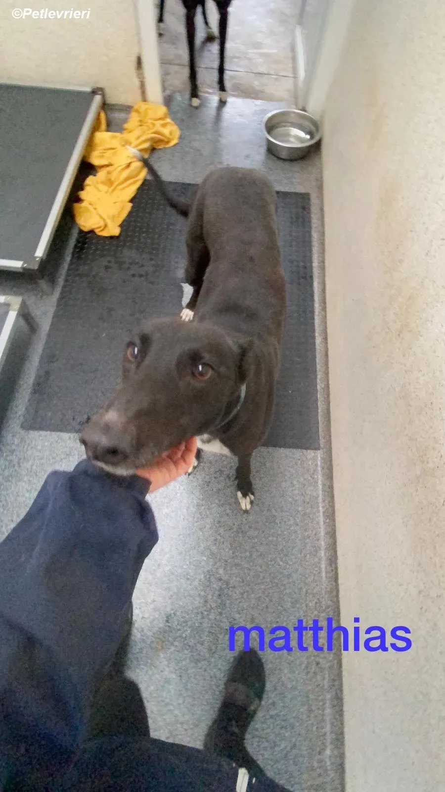 Matthias adozione levrieri greyhound 3