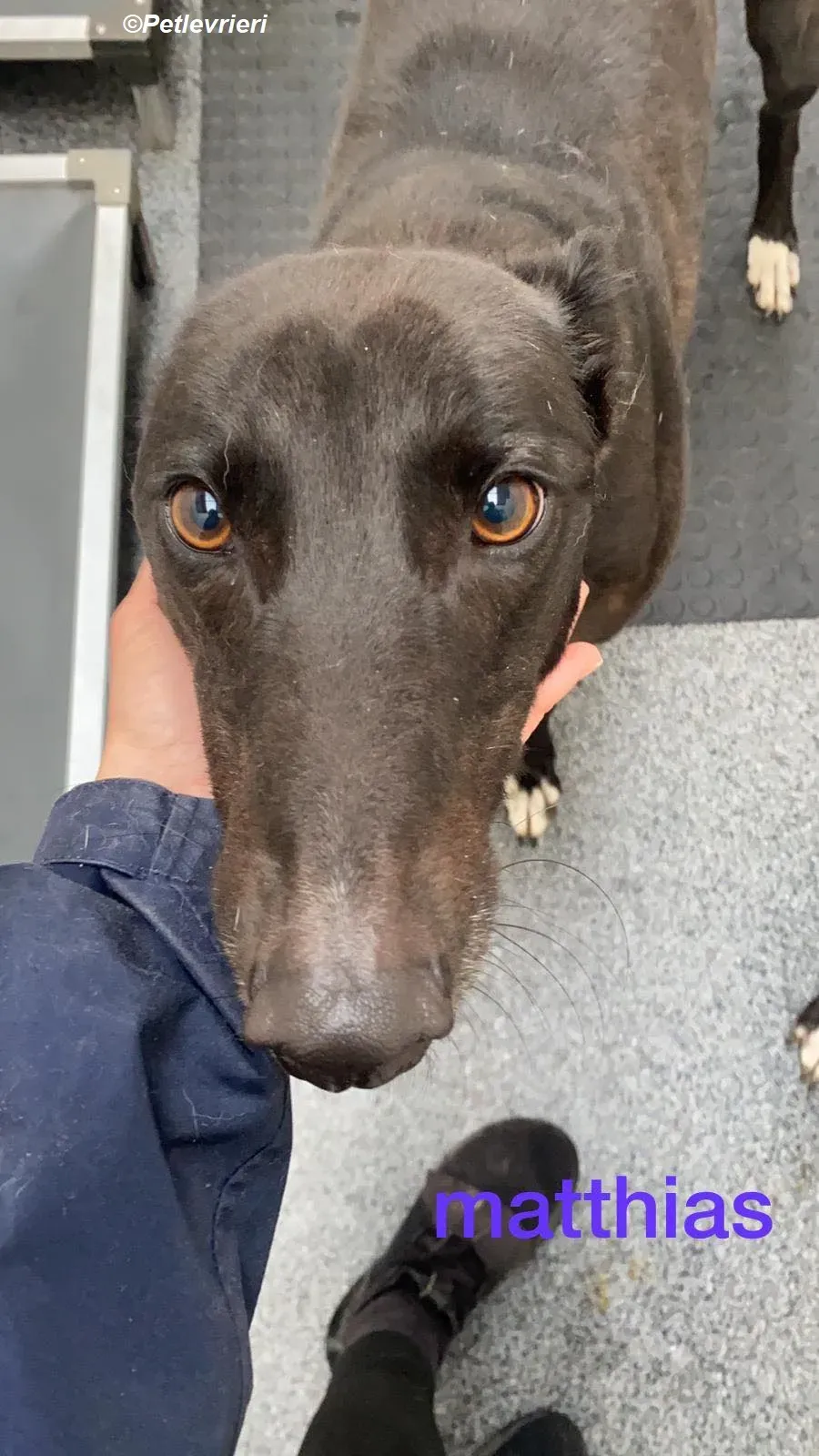 Matthias adozione levrieri greyhound 4