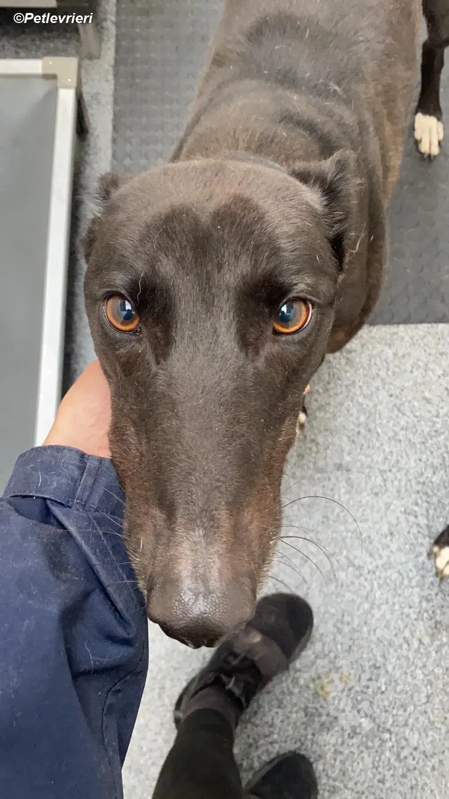 Matthias adozione levrieri greyhound 5