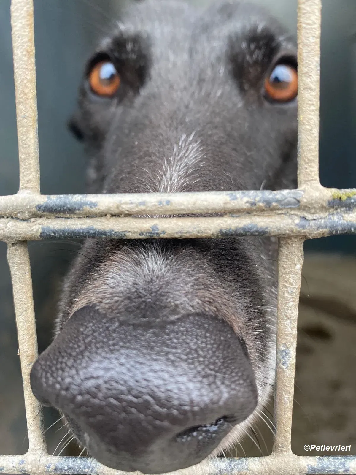 Matthias adozione levrieri greyhound 6