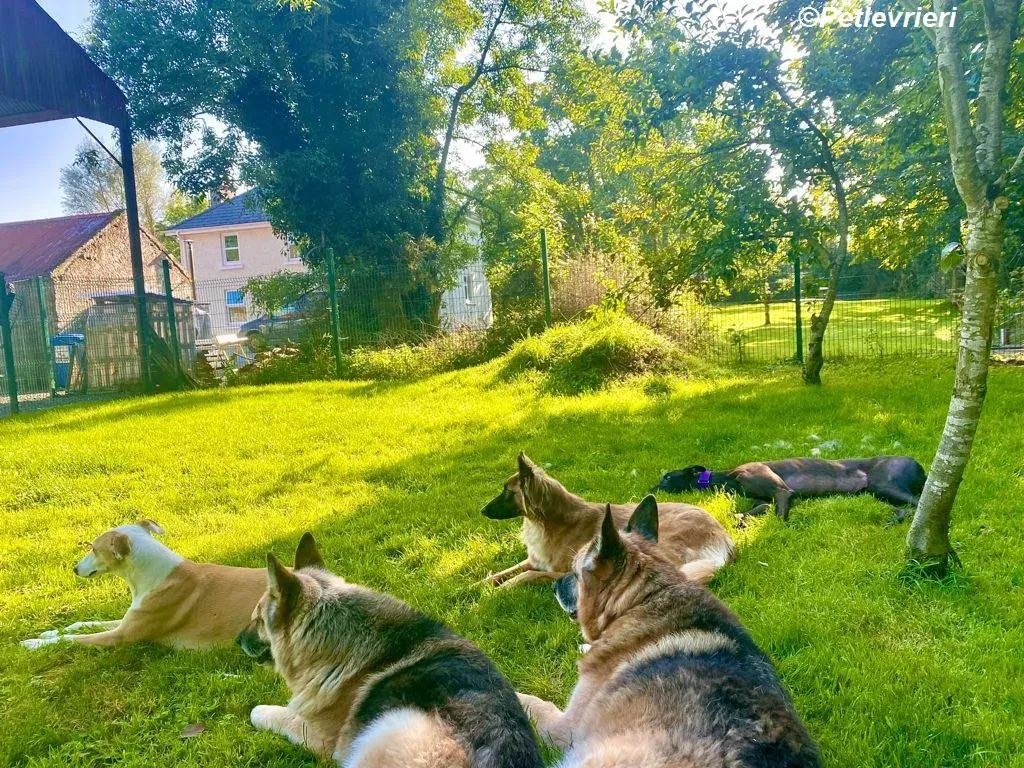 Matty adozione levrieri greyhound 1