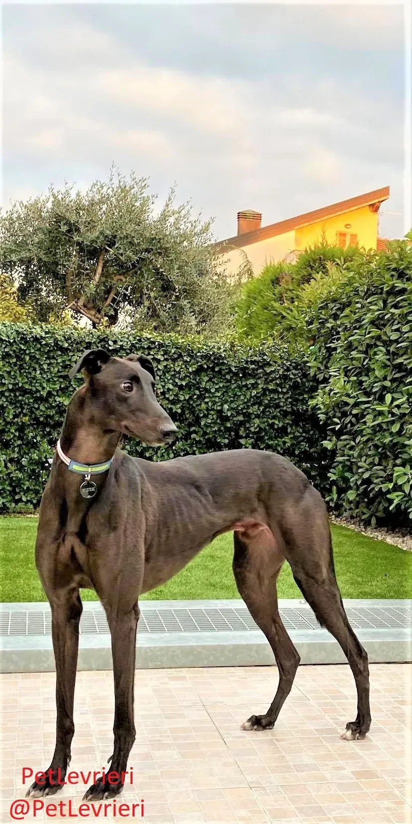 Matty adozione levrieri greyhound 10 2