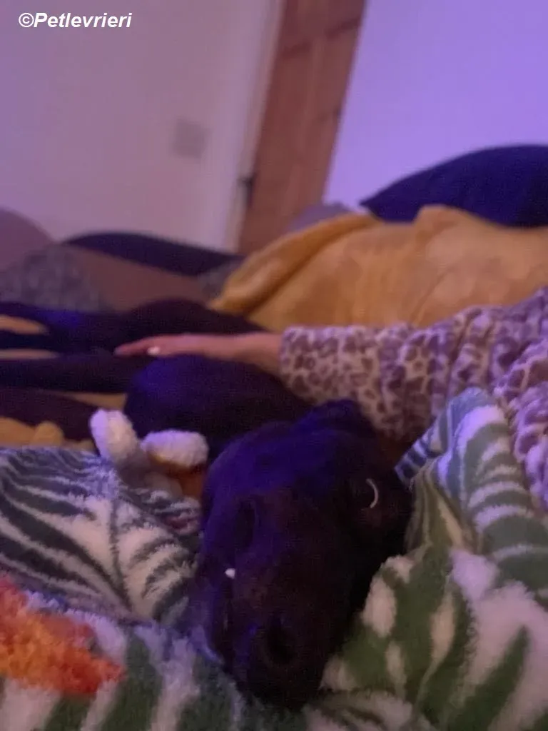 Matty adozione levrieri greyhound 10