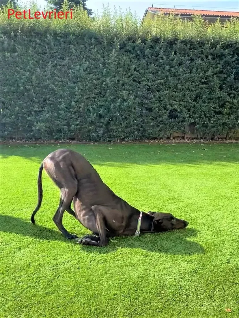 Matty adozione levrieri greyhound 11 2