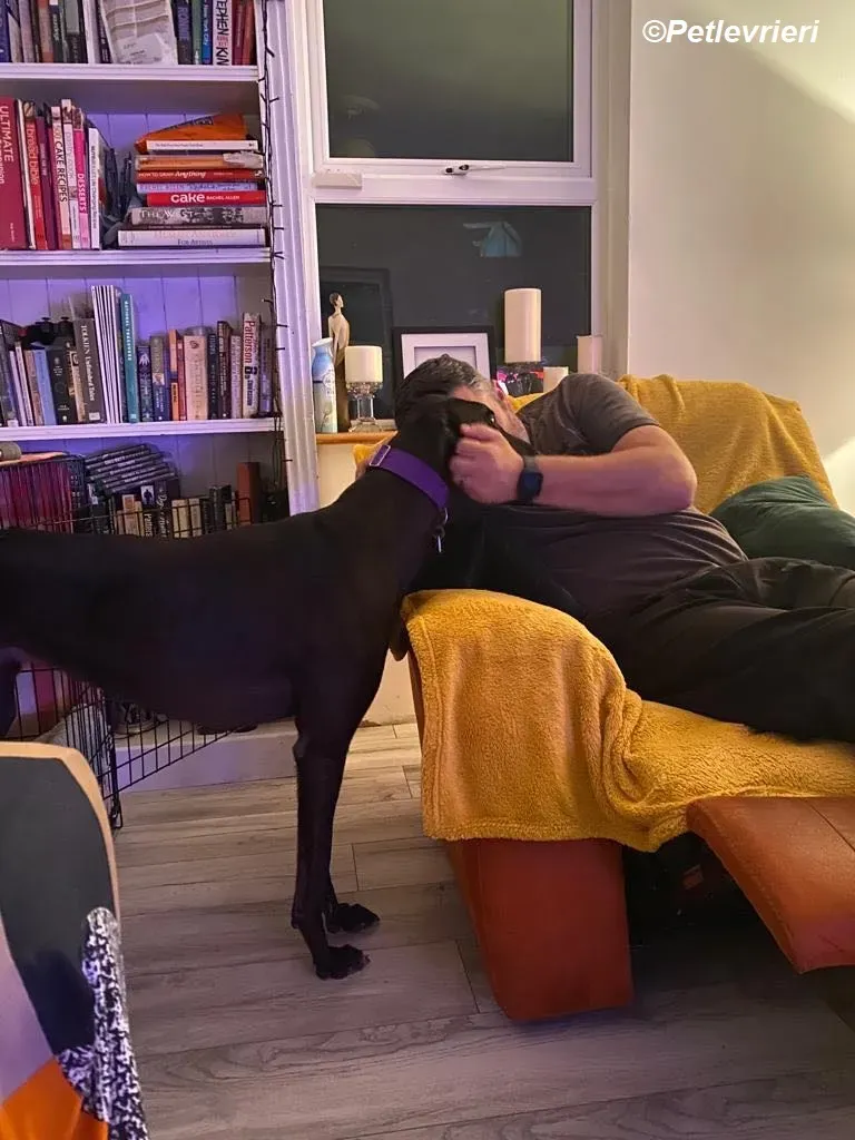 Matty adozione levrieri greyhound 11