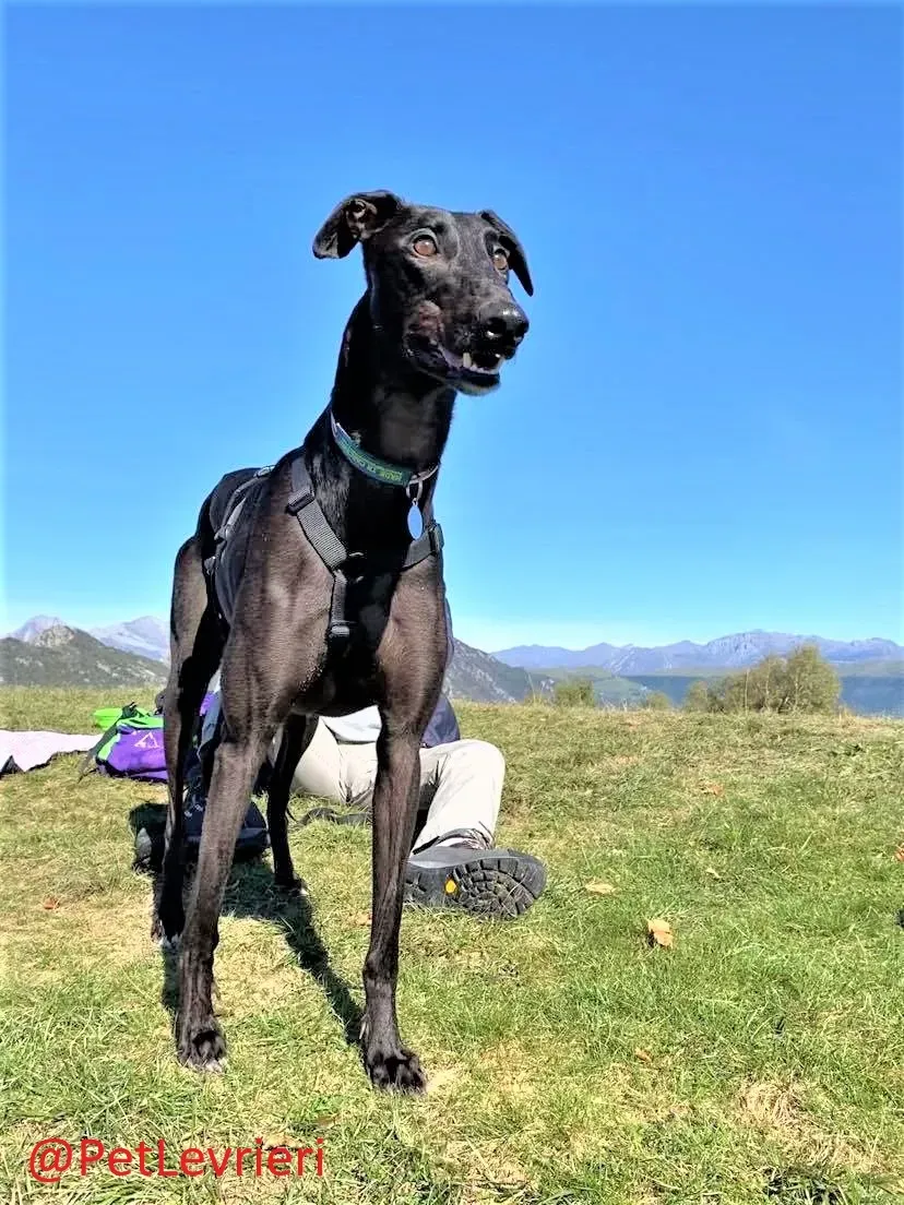 Matty adozione levrieri greyhound 12 2