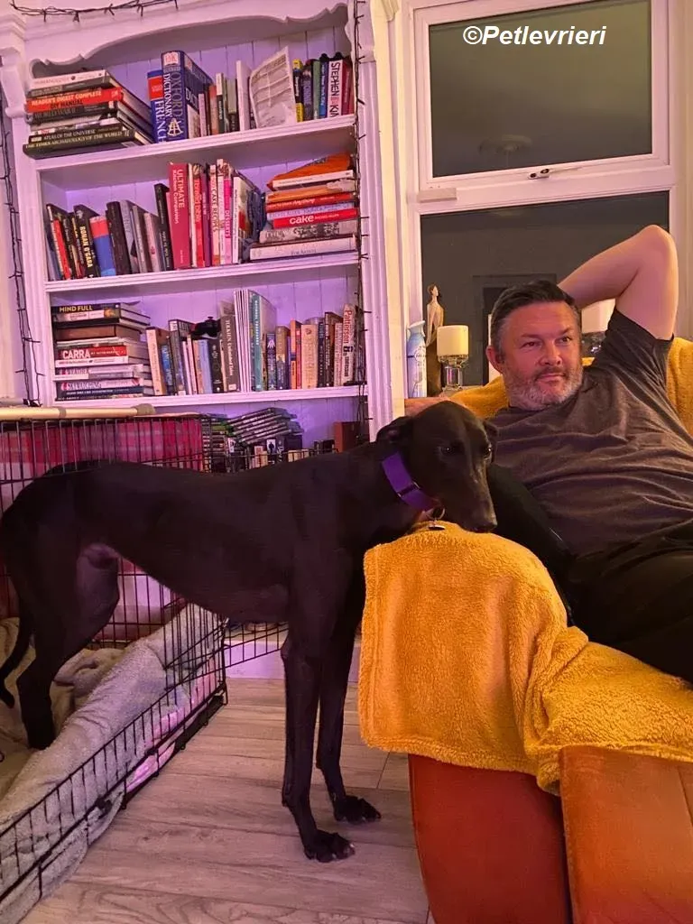 Matty adozione levrieri greyhound 12