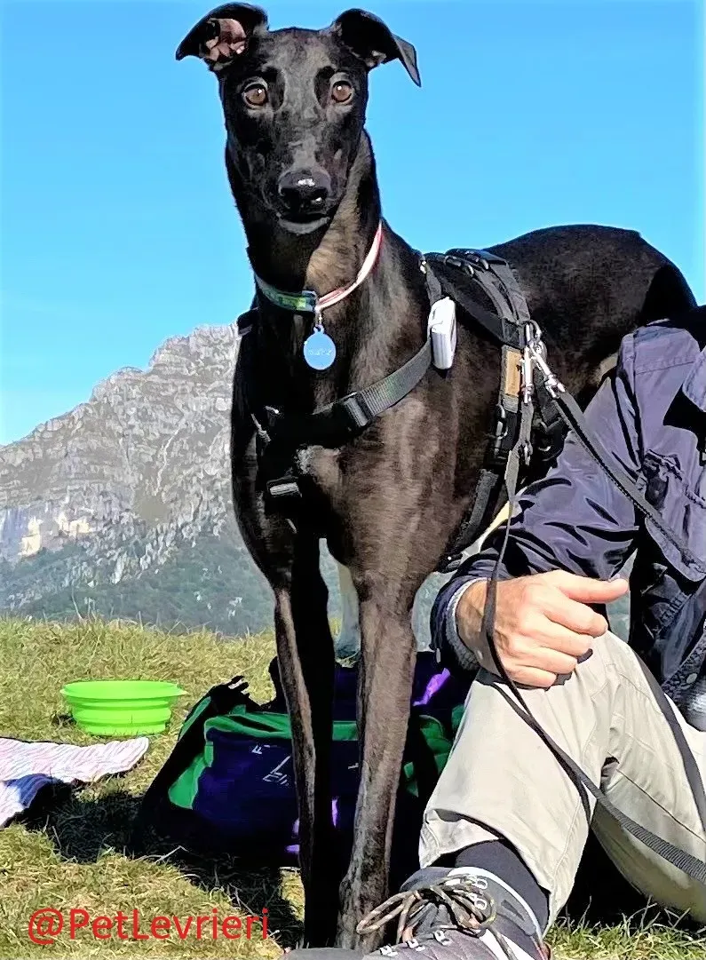 Matty adozione levrieri greyhound 13 2