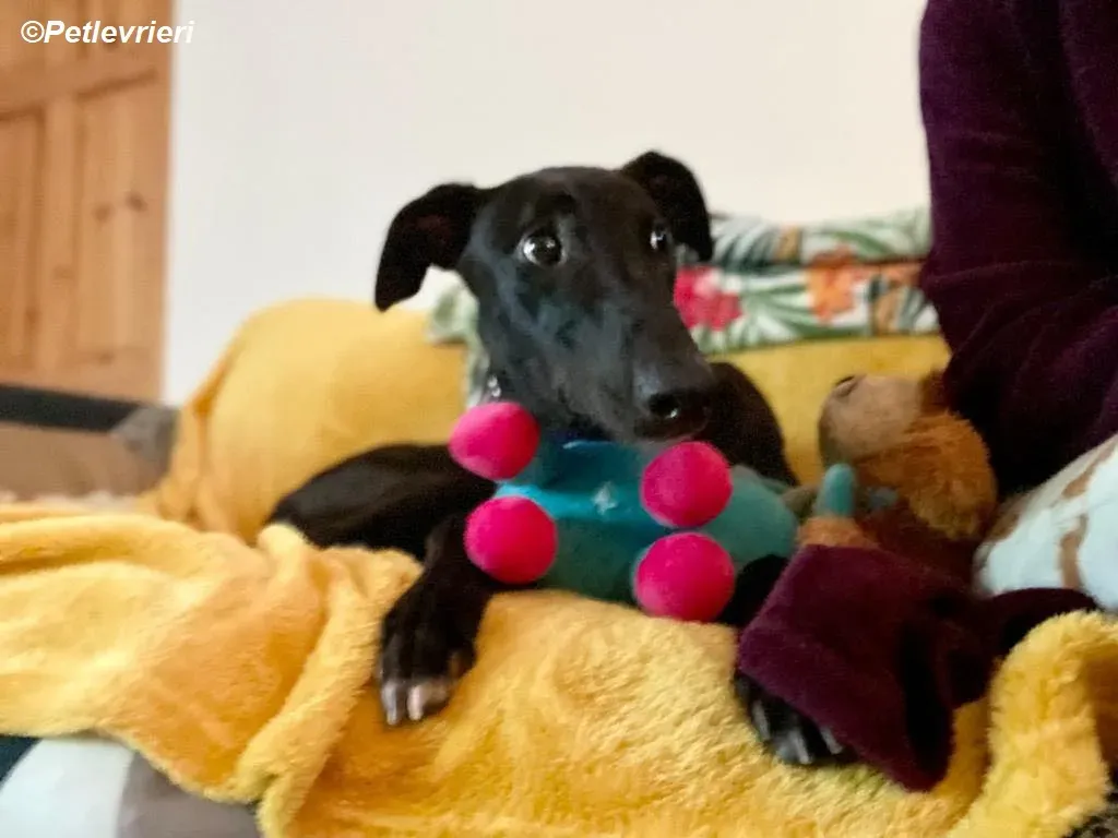 Matty adozione levrieri greyhound 13