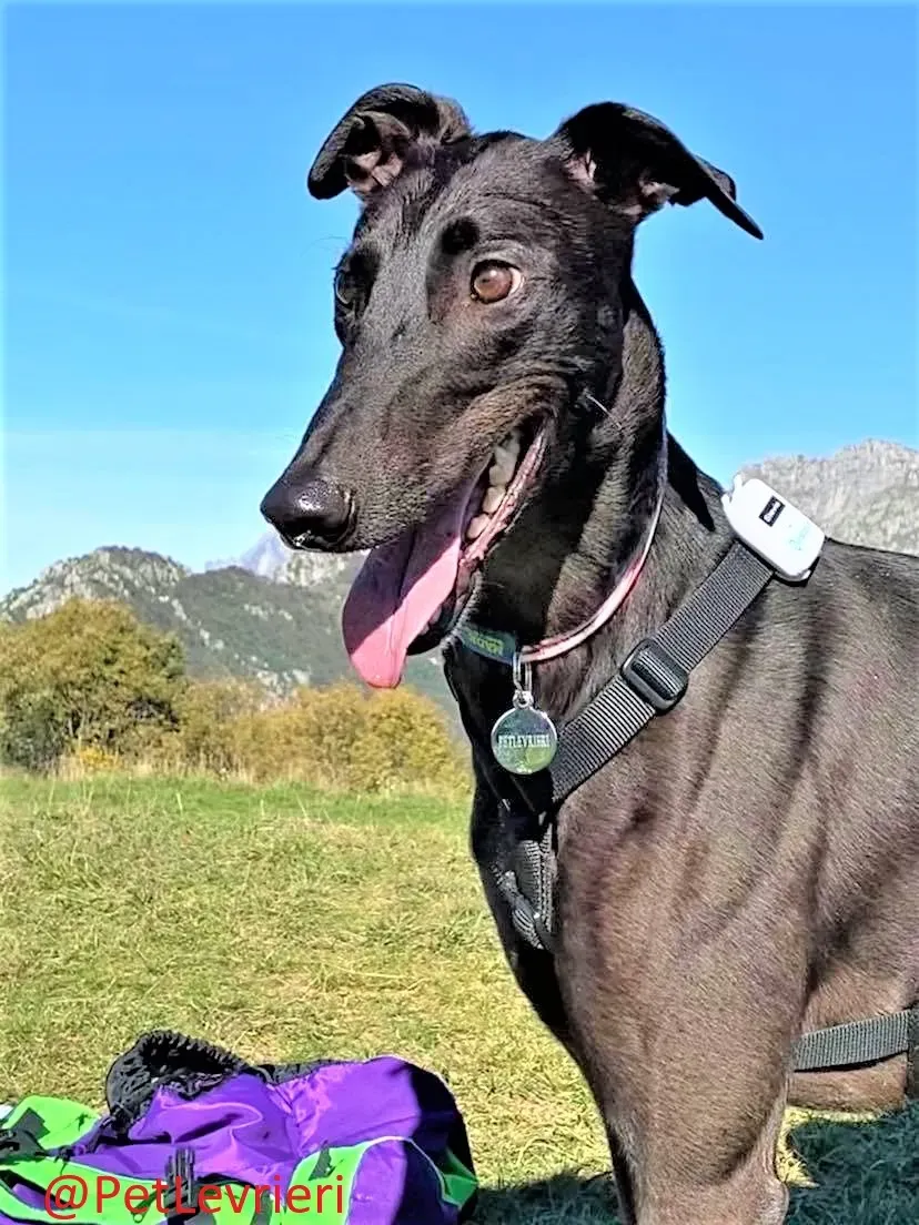 Matty adozione levrieri greyhound 14 2