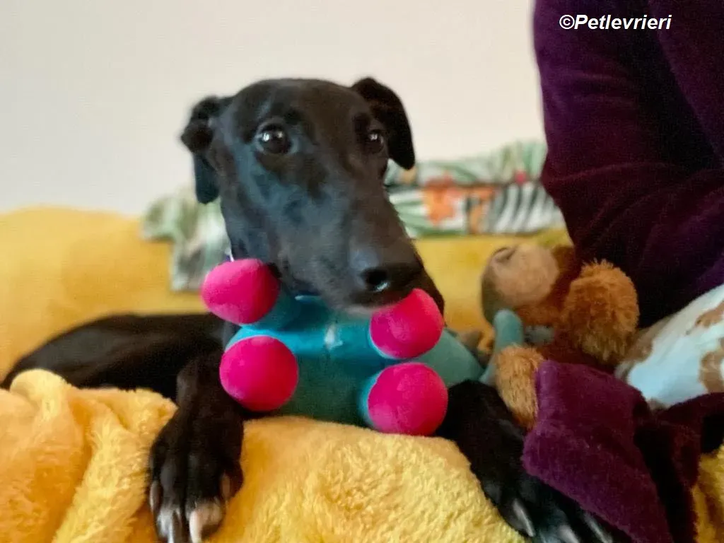 Matty adozione levrieri greyhound 14