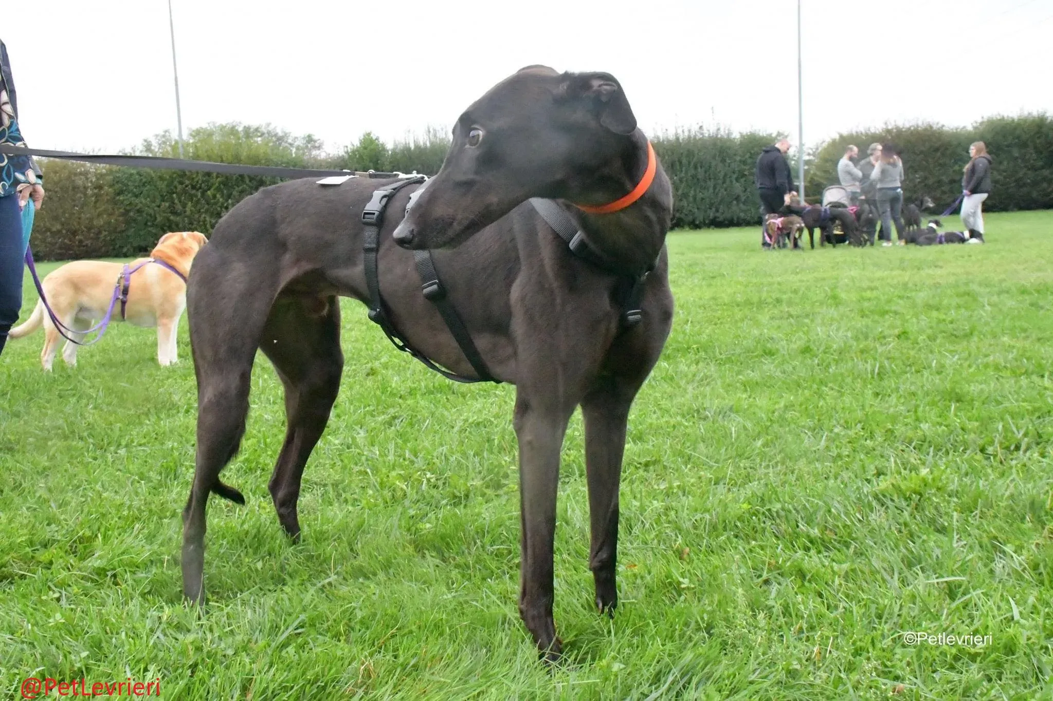 Matty adozione levrieri greyhound 15 1