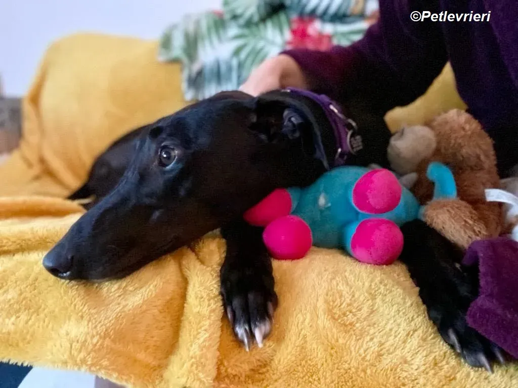 Matty adozione levrieri greyhound 15