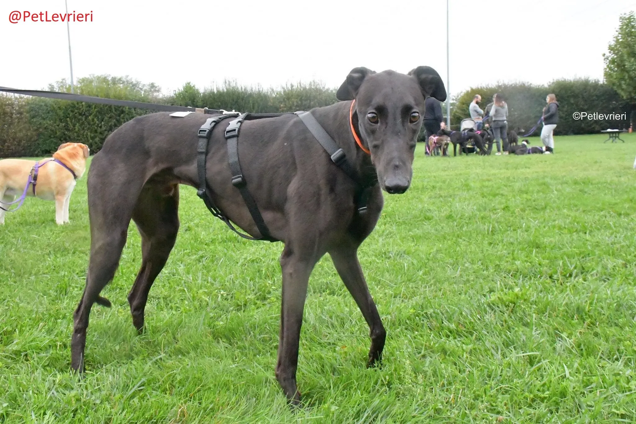 Matty adozione levrieri greyhound 16 1