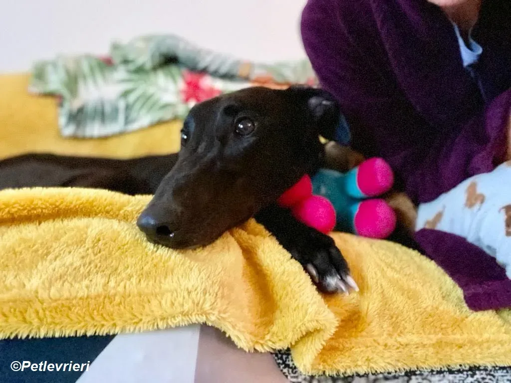 Matty adozione levrieri greyhound 16