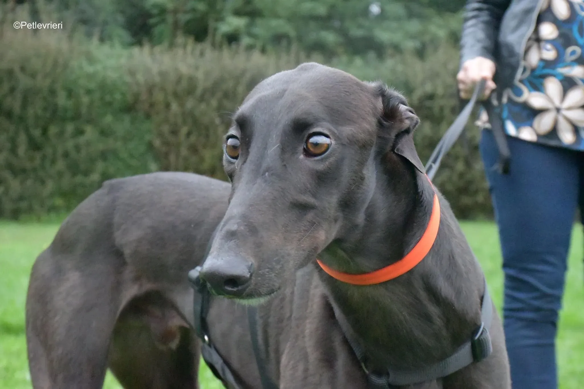 Matty adozione levrieri greyhound 17