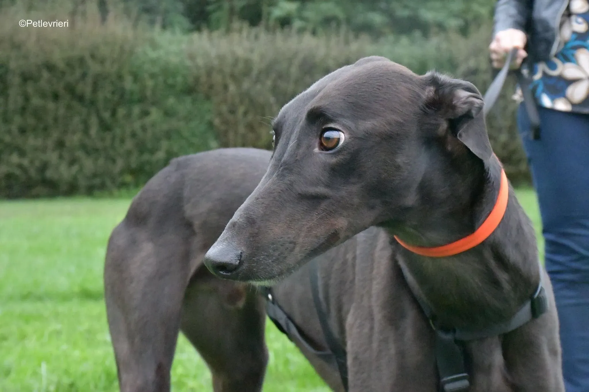 Matty adozione levrieri greyhound 18