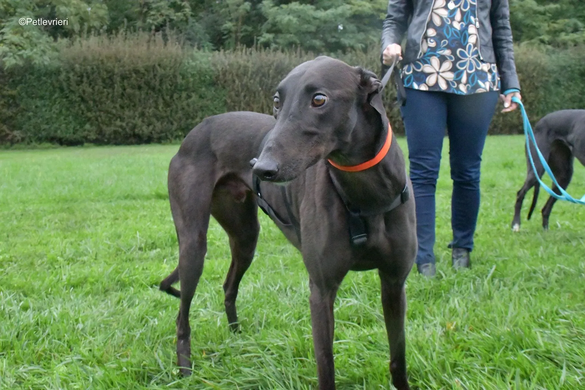 Matty adozione levrieri greyhound 19