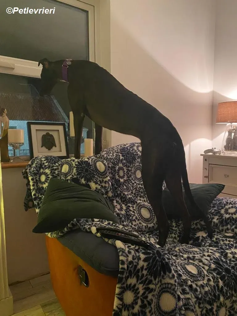 Matty adozione levrieri greyhound 2