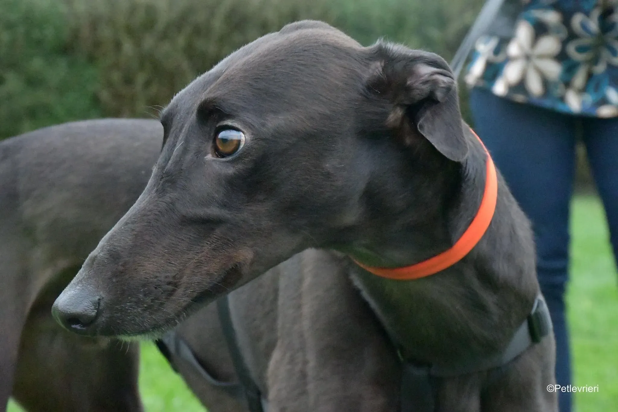 Matty adozione levrieri greyhound 20