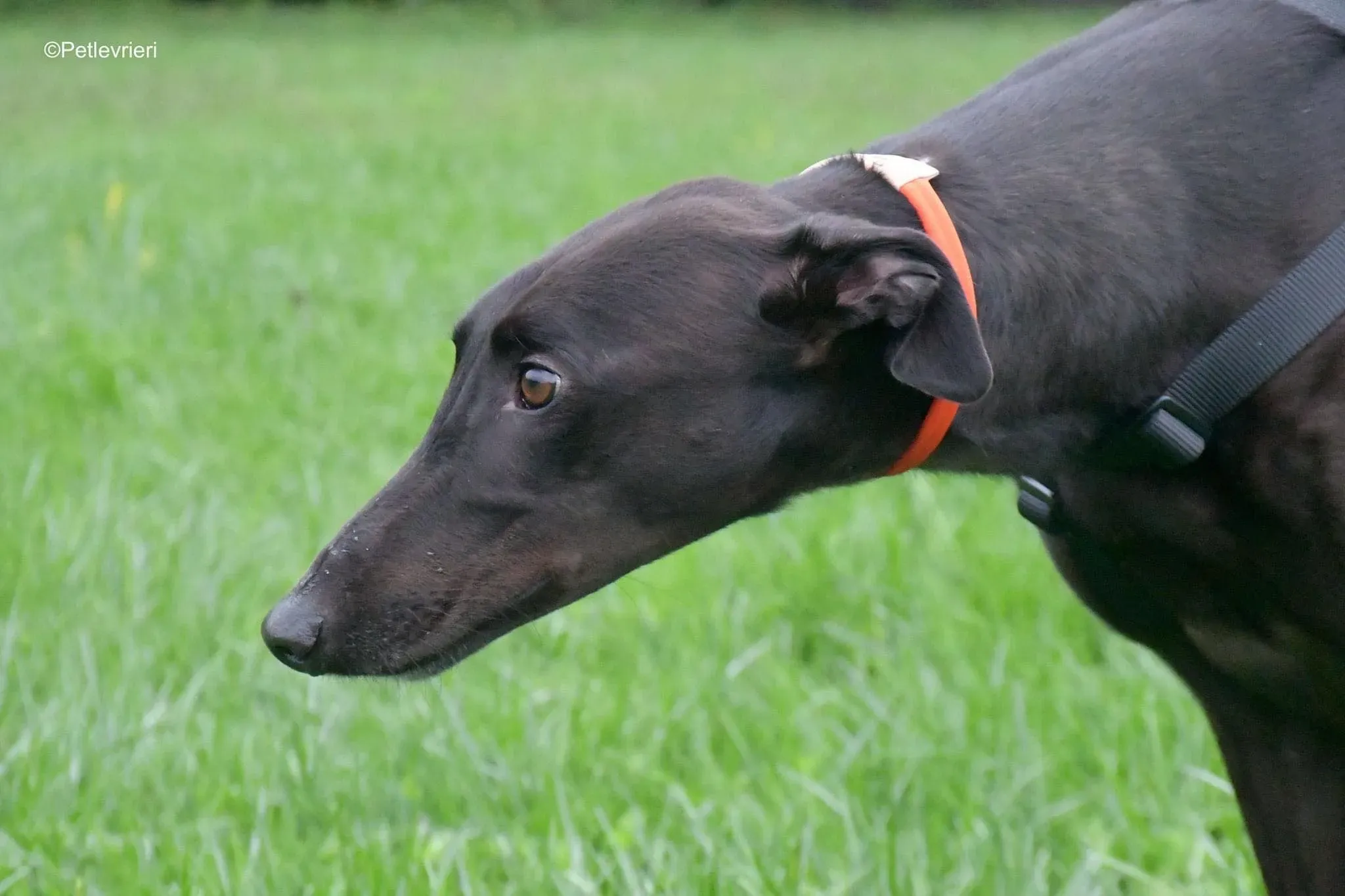 Matty adozione levrieri greyhound 21