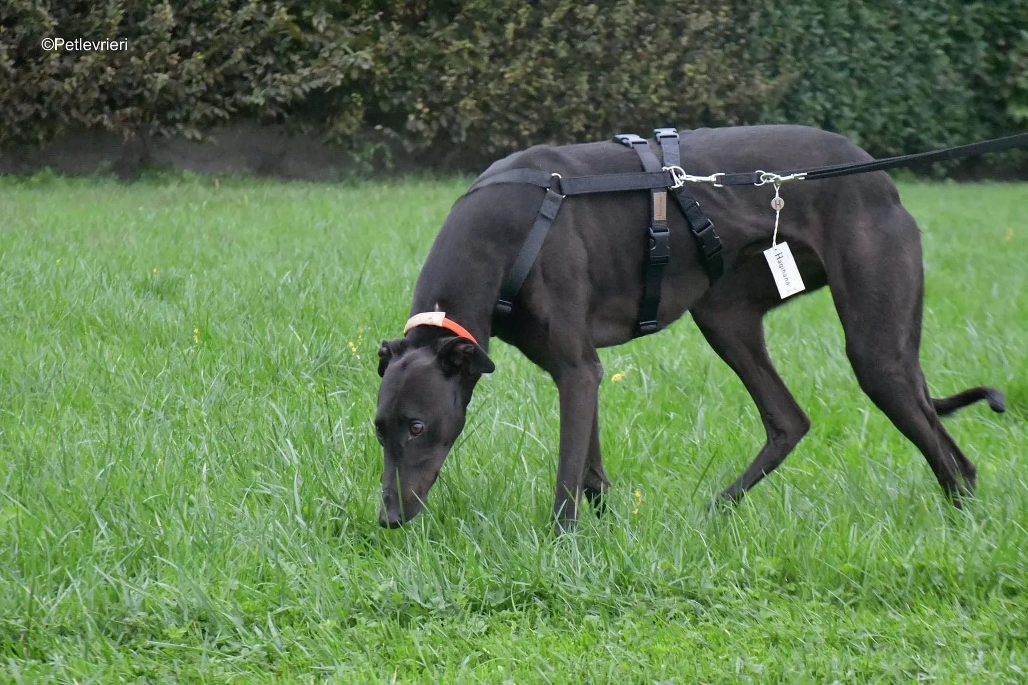 Matty adozione levrieri greyhound 22