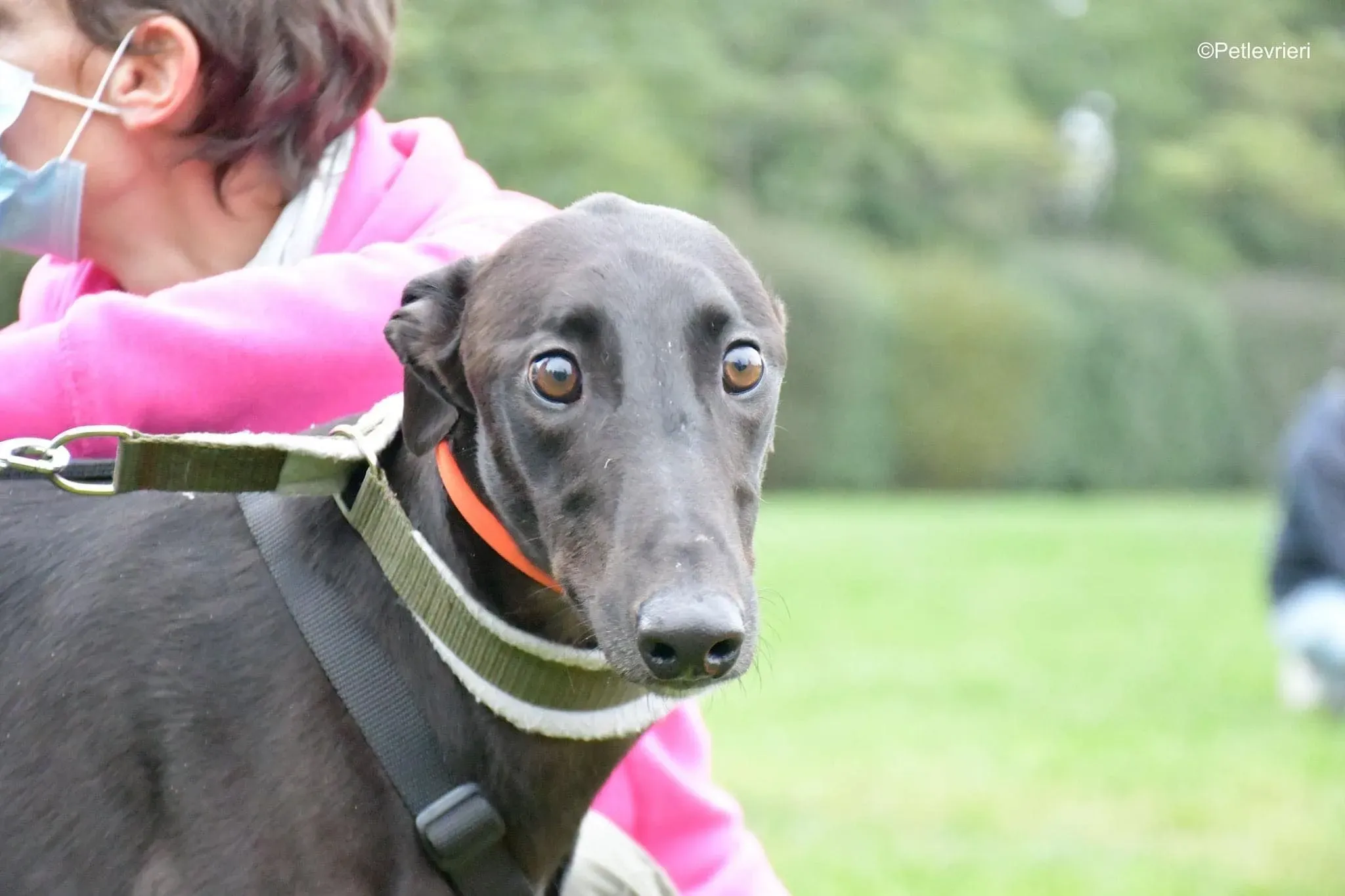 Matty adozione levrieri greyhound 23