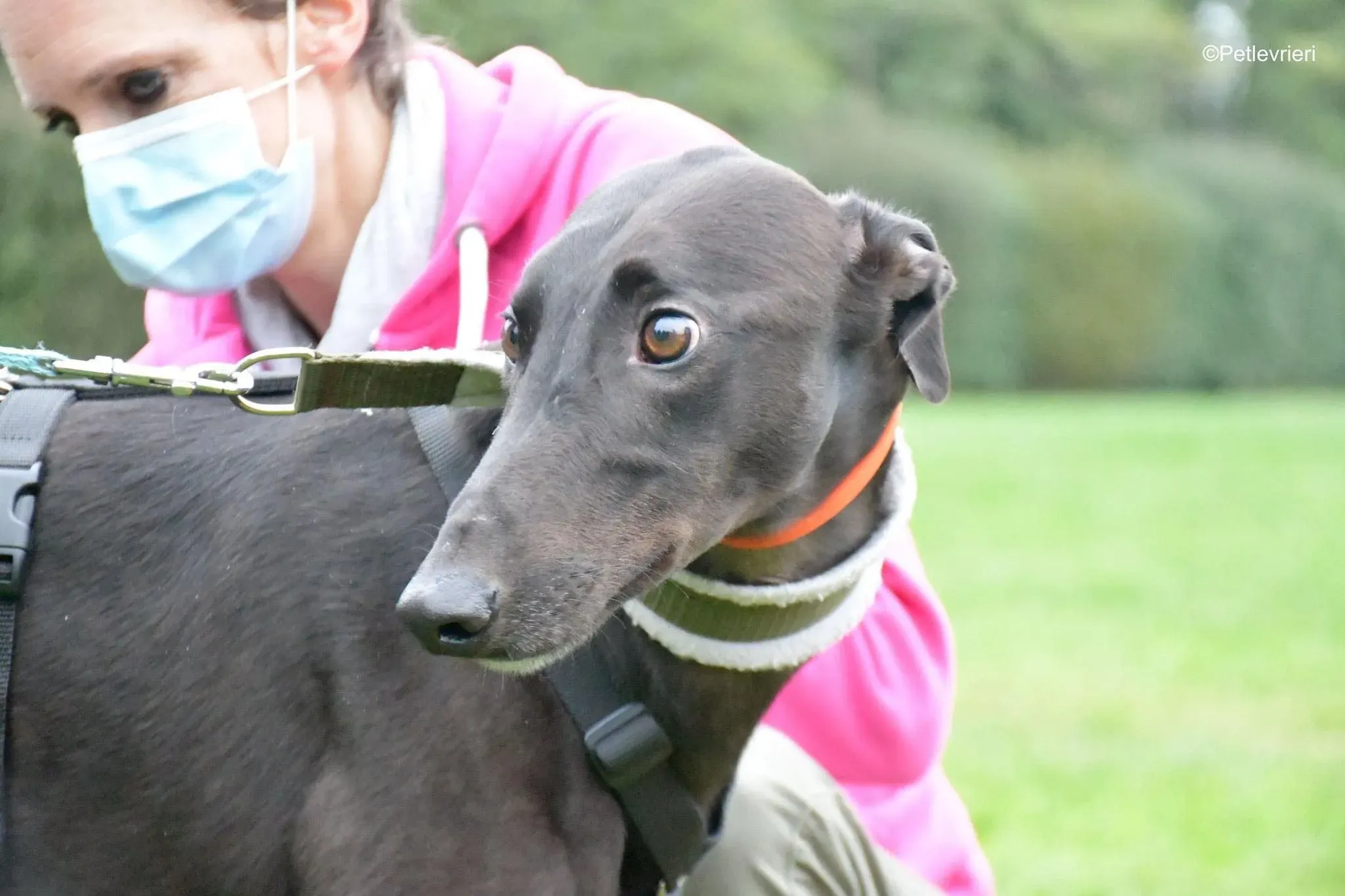 Matty adozione levrieri greyhound 24