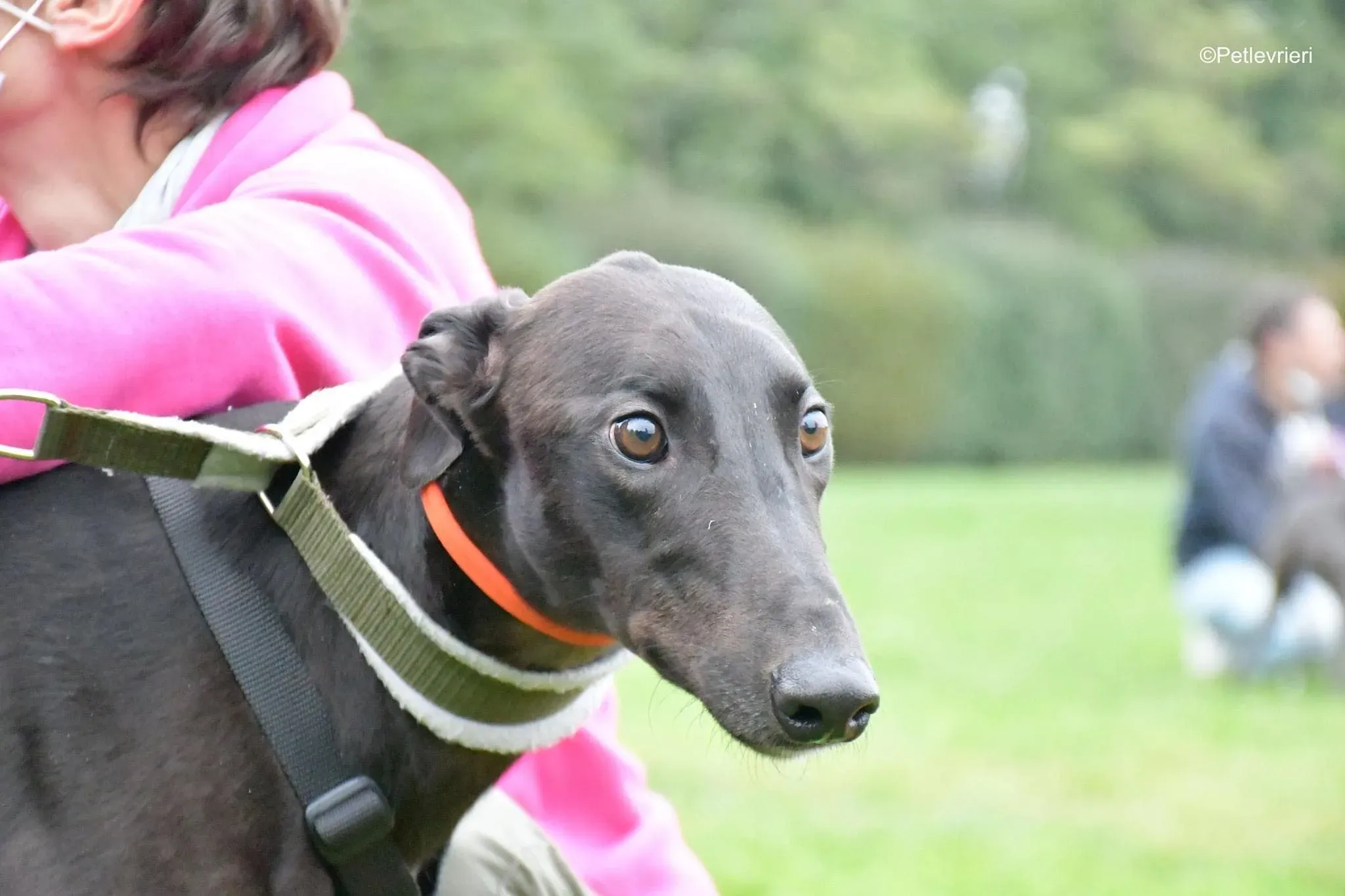 Matty adozione levrieri greyhound 25