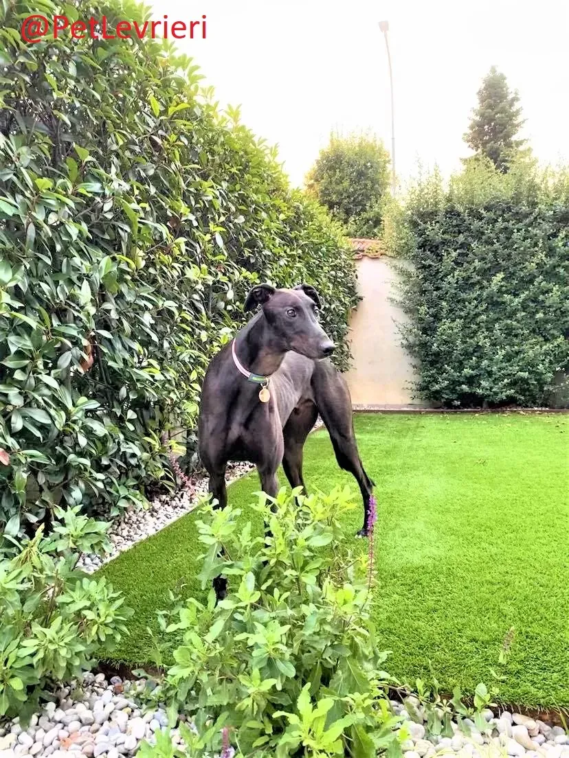 Matty adozione levrieri greyhound 26 2