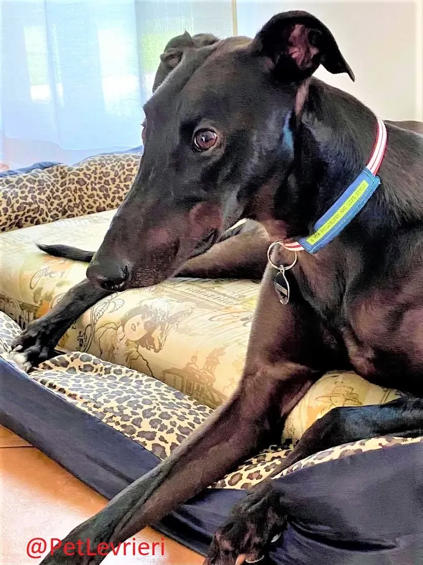 Matty adozione levrieri greyhound 28 2