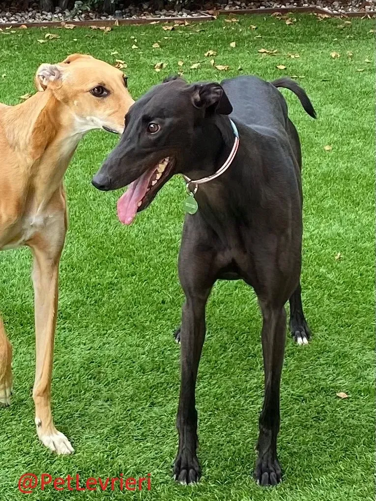 Matty adozione levrieri greyhound 29