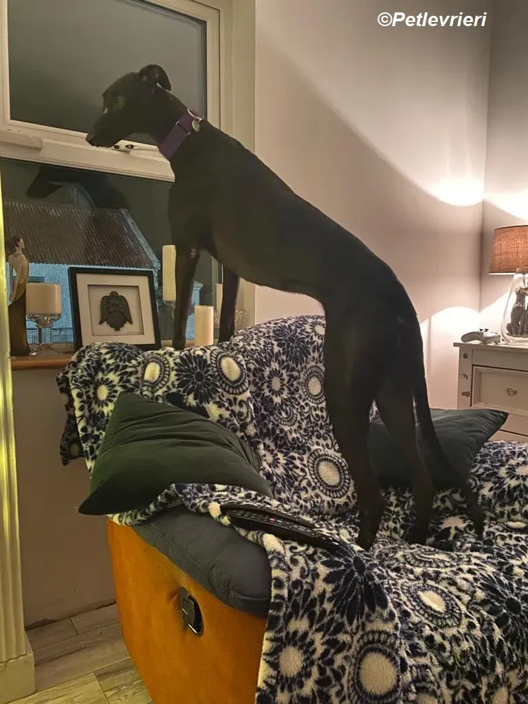 Matty adozione levrieri greyhound 3