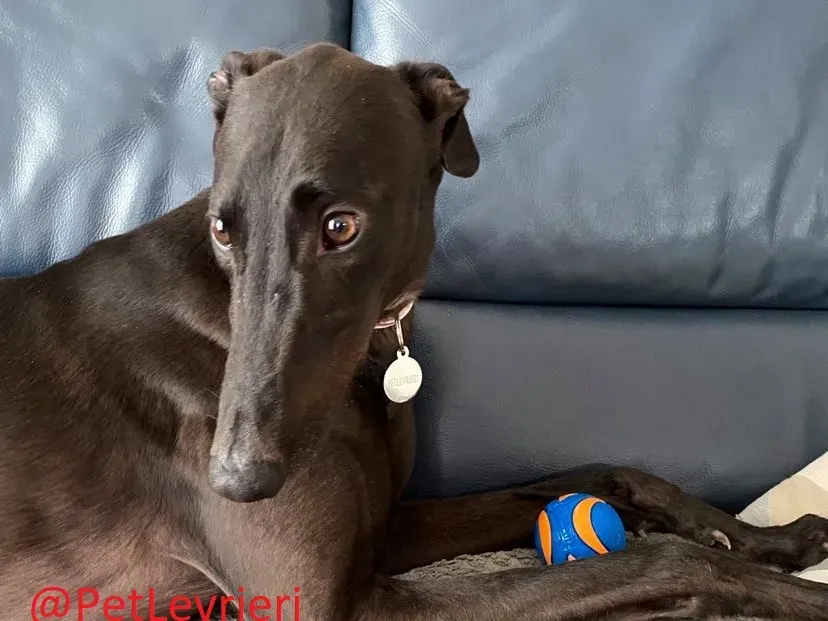 Matty adozione levrieri greyhound 30