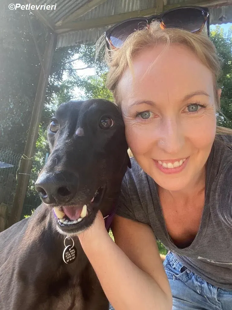 Matty adozione levrieri greyhound 4