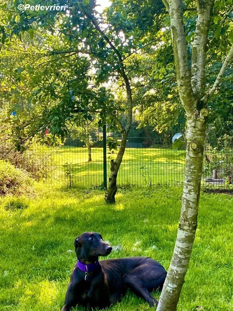 Matty adozione levrieri greyhound 5