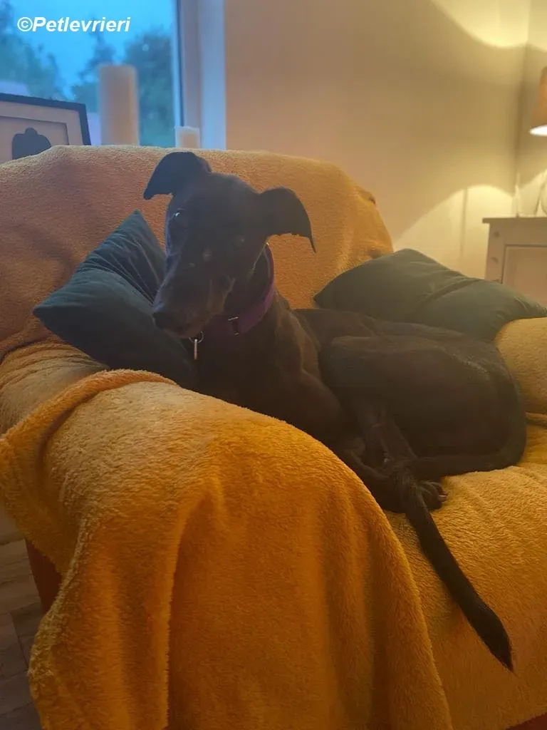 Matty adozione levrieri greyhound 6