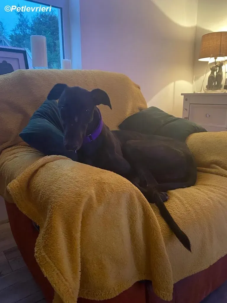 Matty adozione levrieri greyhound 7