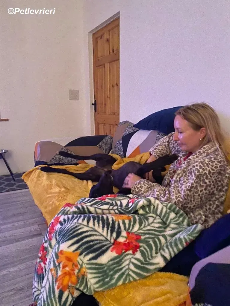 Matty adozione levrieri greyhound 8