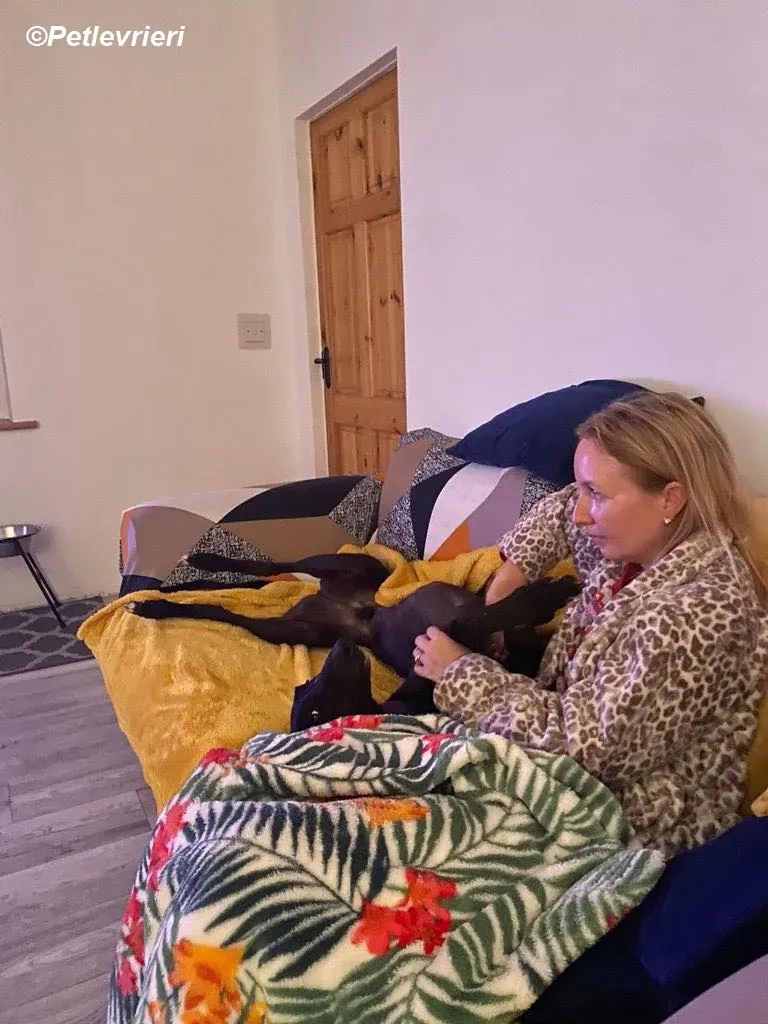 Matty adozione levrieri greyhound 9