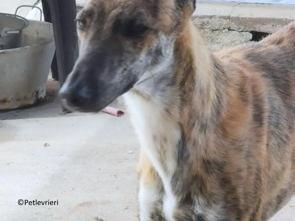 Maty adozione levrieri galgo 01