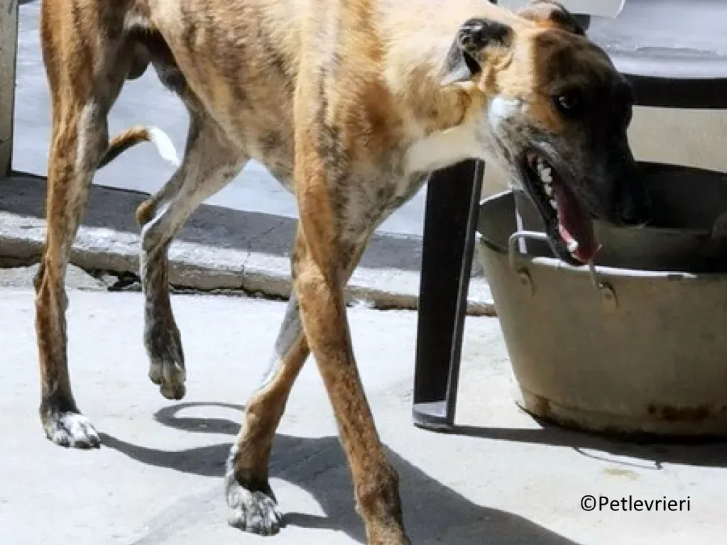 Maty adozione levrieri galgo 02