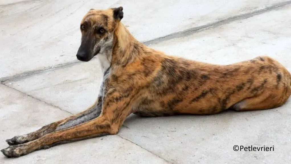 Maty adozione levrieri galgo 03