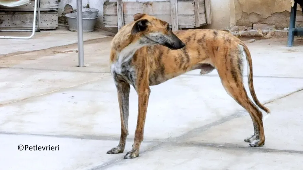Maty adozione levrieri galgo 04